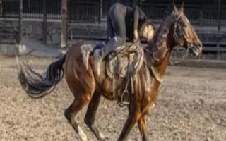汗血寶馬介紹，其祖先是生長在戈壁地帶的野馬