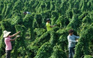 怎么防治山藥斑紋病，播種前可用多菌靈等藥物浸種