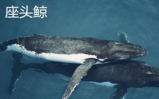鯨魚的種類大全，并不屬于魚類