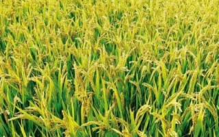 渝優(yōu)703水稻種子介紹，3月下旬至4月初播種
