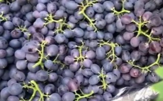 什么是玫瑰香葡萄，別稱紅玫瑰葡萄、莫斯佳、穆斯卡等