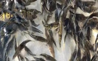 鱖魚(yú)苗的價(jià)格，地區(qū)會(huì)影響到實(shí)際售價(jià)
