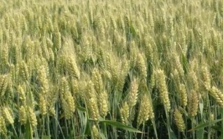 馬蘭3號小麥種子特征特性，平均生育期235天