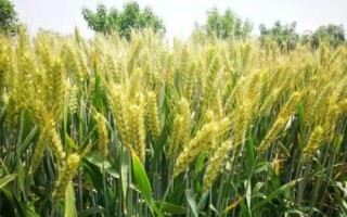 寧紅麥618小麥種簡介，每畝有效穗32.3萬