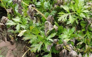芹菜死苗的原因，原因有腐病、菌核病、黑腐病、猝倒病等