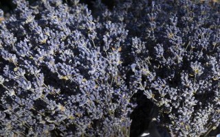薰衣草干花香味的持續(xù)時(shí)間，一般能達(dá)到3-6個(gè)月