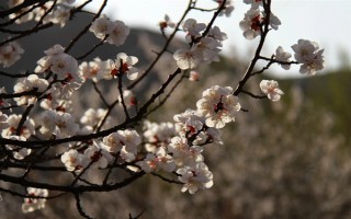 杏花的開花時間，花期在農(nóng)歷的2月份左右