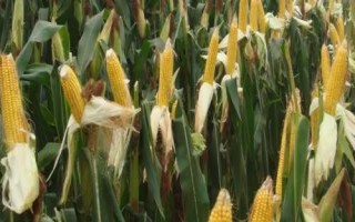 玉米蚜蟲，主要為害玉米雄花和上層1-5葉