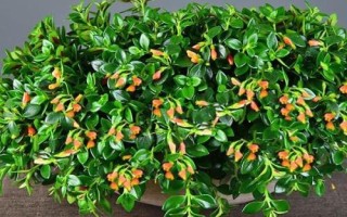 金魚吊蘭簡介，屬多年生草本植物