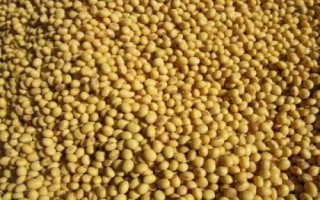 大豆種植技術(shù)，選擇適合當(dāng)?shù)胤N植的品種