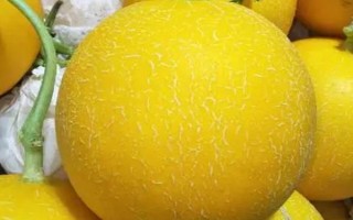 甜瓜的常見(jiàn)品種，常見(jiàn)的有蘭州白蘭瓜、早雪甜瓜等