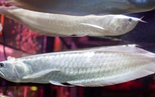 怎么給銀龍魚喂食，建議每天投喂三至四次