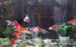 怎么養(yǎng)金魚才合適，重點(diǎn)是要做好換水措施