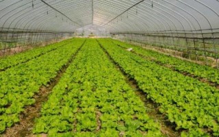如何對(duì)蔬菜控施氮肥，可主施腐熟的有機(jī)肥、減少氮肥用量