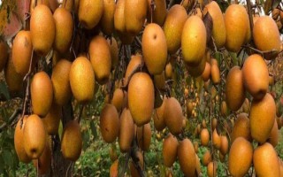 種植什么水果能致富，推薦以下六大新興水果種植項目