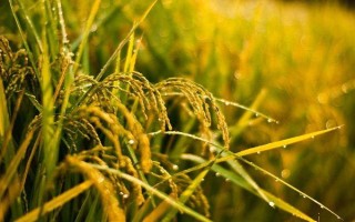 廣兩優(yōu)35水稻種子特點(diǎn)，該品種屬遲熟秈型中稻