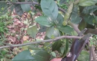 柑橘病蟲害防治辦法，常見的有瘡痂病、潰瘍病等