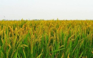 中廣兩優(yōu)2877水稻品種簡介，每畝有效穗數(shù)20.6萬穗