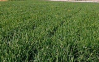 冬小麥是秋種夏收嗎，9月中下旬至10月上旬播種來年5月底至6月中下旬收獲