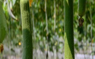 絲瓜結(jié)果后長(zhǎng)不大的原因，可能是缺少肥料、澆水過(guò)多等