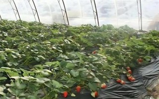 哪些因素會(huì)影響草莓膨大，主要有種子、溫度、光照等5個(gè)原因