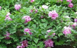 牡丹花如何養(yǎng)護(hù)，適宜在松軟肥沃的土壤里生長(zhǎng)