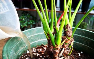夏季怎么對(duì)紅掌澆水，每天均可澆一次