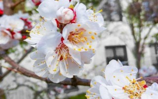 杏花的開花時間，花期在農(nóng)歷的2月份左右
