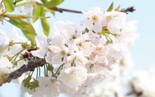 櫻桃開花不結(jié)果如何處理，采取的措施取決于發(fā)生原因