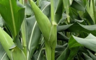 萃糯5號玉米種簡介，栽培密度