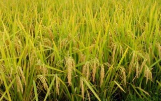 江優(yōu)6號水稻種子特點，屬感溫性秈型晚熟三系雜交品種