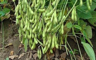 圣育24大豆種簡介，屬早熟高蛋白夏大豆品種
