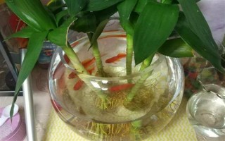 觀音竹的水培方法，首先需根據(jù)花瓶的高度將瓶口下的葉子全部剪掉