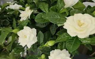梔子花冬季是否會(huì)落葉，冬天落葉是正常情況