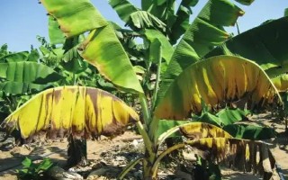 枯萎病發(fā)生的因素，主要是環(huán)境因素和其他生物浸染所致