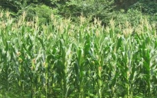 申白甜糯3號玉米品種簡介，鮮食糯玉米品種