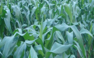 恒泰871玉米種子特征特性，全生育期葉片數(shù)20