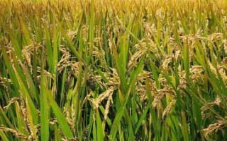 中科黑糯1號(hào)水稻品種簡(jiǎn)介，晚稻6月下旬至7月上中旬播種