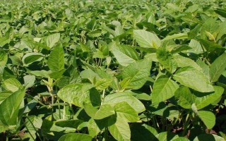 吉育102號大豆種子特征特性，出苗至成熟123天