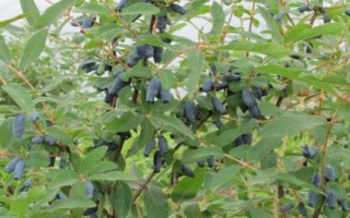 藍靛果的價格，通常每斤在45-50元