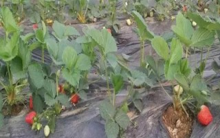 12月的草莓能不能吃，12月才開(kāi)始成熟可以吃