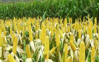 豫單606玉米種子介紹，高抗彎孢葉斑病
