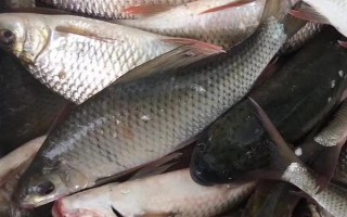 鯪魚和鯉魚一樣嗎，類別比較接近但不是同一種魚