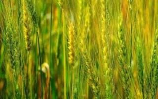 寧春65號(hào)小麥種子簡(jiǎn)介，生育期103天