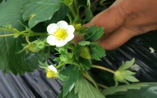 哪些因素會(huì)影響草莓膨大，主要有種子、溫度、光照等5個(gè)原因