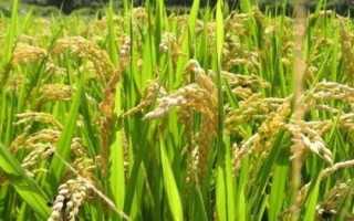 泰豐優(yōu)智920水稻種子特征特性，每畝有效穗數(shù)20.7萬穗