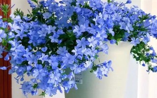 藍(lán)雪花的形態(tài)特征，一般高約20-30厘米