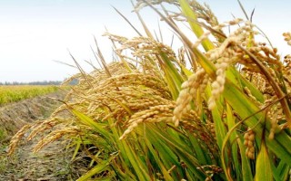 雙多5號(hào)水稻種子特征特性，全生育期159天