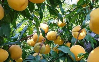 黃桃種植技術(shù)，根據(jù)氣候環(huán)境來選擇合適的品種