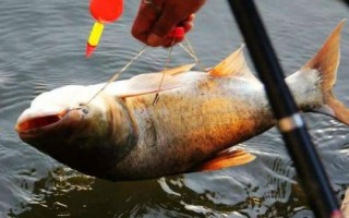 伊勢(shì)尼釣鰱鳙用多大的鉤，需要參考魚(yú)的體型